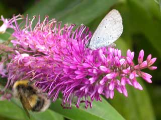Holly Blue on Hebe flower