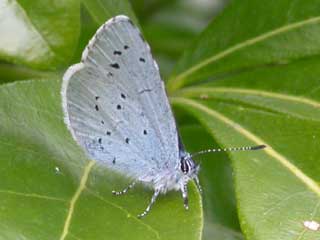 Holly Blue butterfly