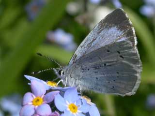 Holly Blue butterfly