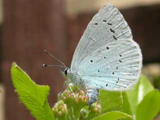 Holly Blue butterfly