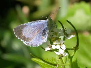 Holly Blue butterfly