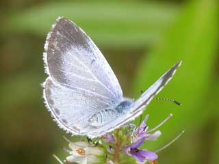 Holly Blue butterfly on Hebe flower