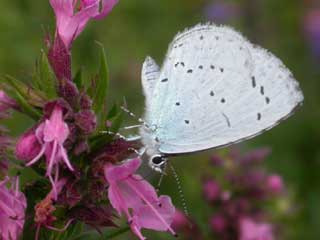 Holly Blue butterfly on Hyssop flower