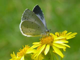 Holly Blue butterfly on Ragwort