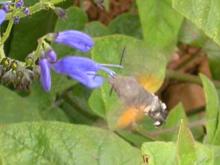 Hummingbird Hawk-moth