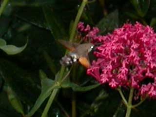 Humminbird Hawkmoth