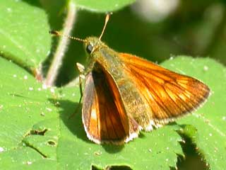 Large Skipper butterfly