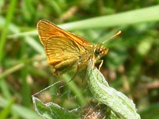 Large Skipper butterfly