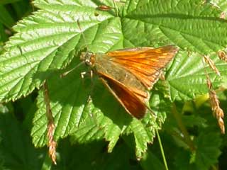 Large Skipper butterfly