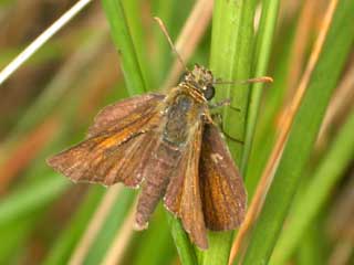 Lulworth Skipper butterfly