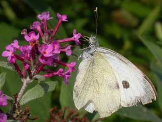 Large White butterfly on Buddleia