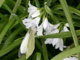 Large White butterfly