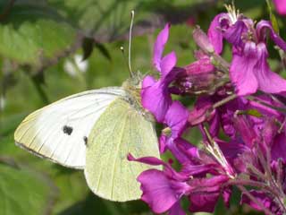 Large White butterfly on Honesty