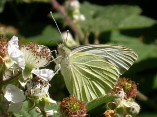 Large White butterfly