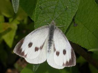 Large White butterfly