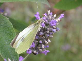 Large White butterfly on Lavender