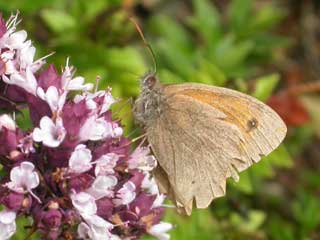 Meadow Brown butterfly on Marjoram