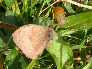 Meadow Brown butterfly with snail