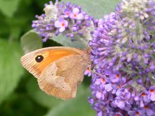 Meadow Broiwn butterfly on Buddleia Lochinch