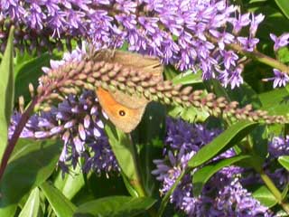 Meadow Brown butterfly on Hebe