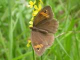 Meadow Brown butterfly on Agrimony