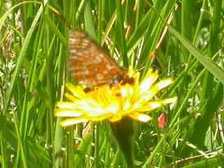 Marsh Fritillary butterfly