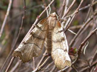 Moth - March 2005