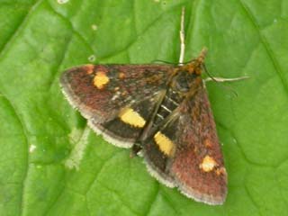 Pyrasta aurata Moth