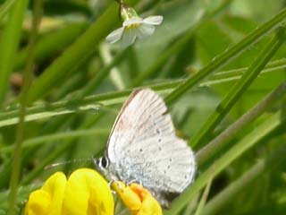 Possibly a Small Blue butterfly but seemed too large... 