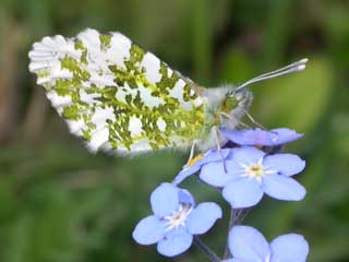 Orange Tip butterfly on Forget-me-not