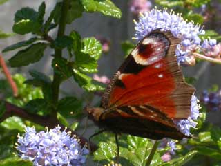 Peacock butterfly