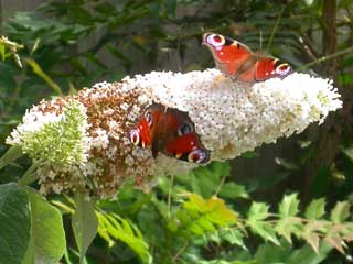 Peacock butterflies on Buddleia White Profusion