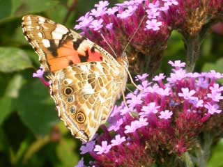 Painted Lady butterfly on Verbena bonariensis