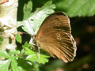 Ringlet butterfly