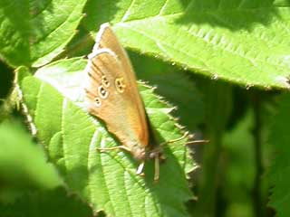 Ringlet butterfly