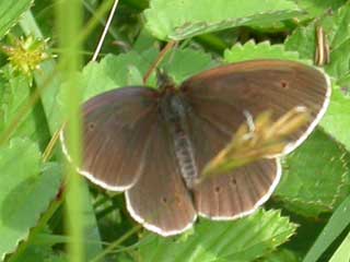 Ringlet butterfly