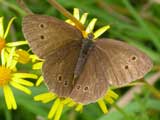 Ringlet butterfly on Ragwort flower