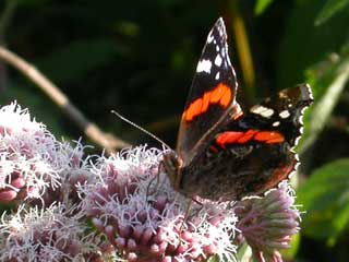 Red Admiral butterfly on Hemp Agrimony