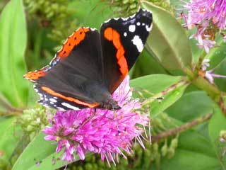 Red Admiral butterfly on Hebe plant