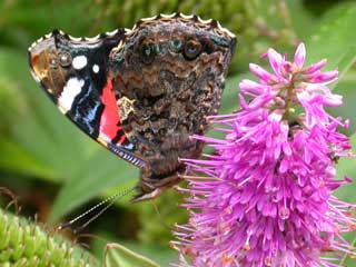 Red Admiral butterfly on Hebe plant