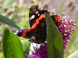 Red Admiral butterfly on Hebe plant