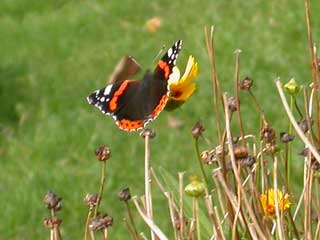 Red Admiral butterfly