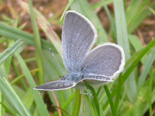 Small Blue butterfly