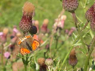 Small Copper butterfly on Thistle plant
