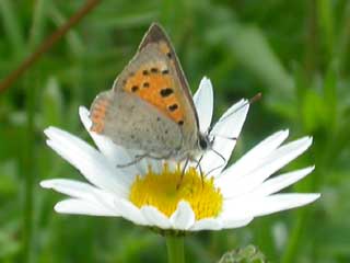 Small Copper butterfly