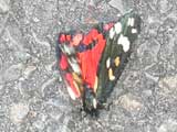 Scarlet Tiger Moth