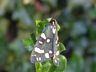 Scarlet Tiger Moth