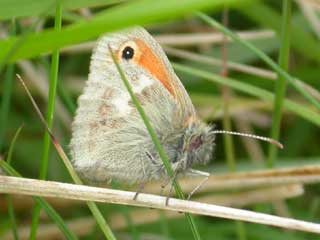 Small Heath butterfly