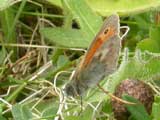 Small Heath butterfly