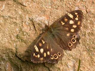 Speckled Wood butterfly